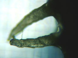 fig.05 �n�X�̌s�i�t���j