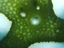 fig.06 �n�X�̌s�i�t���j