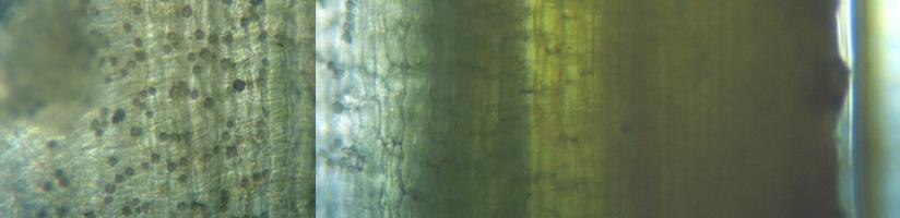 fig.07 �n�X�̌s�i�t���j