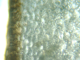 fig.10 �����R��