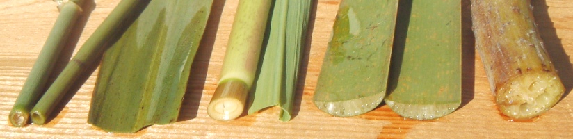 fig.01 �����A���S��