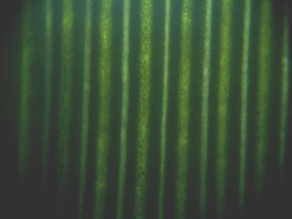 fig.02 �}�R���̗t�i�\�ʁj