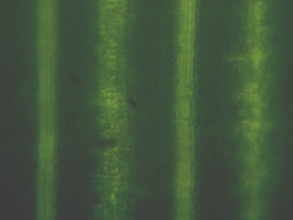 fig.04 �}�R���̗t�i���ʁj