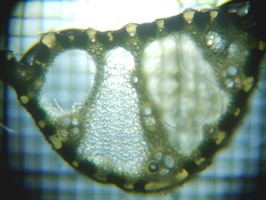 fig.06 �}�R���̗t