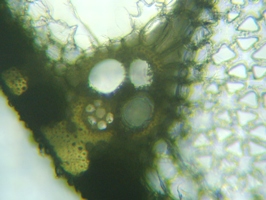 fig.07 �}�R���̗t