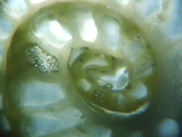 fig.08 �}�R���̌s