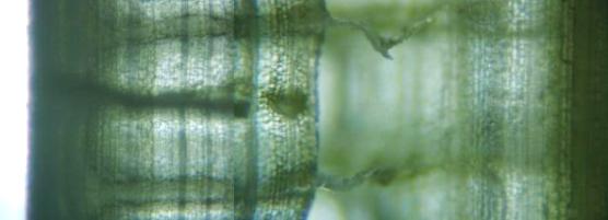 fig.09 �}�R���̌s