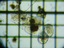 fig.01 �c�{�����V