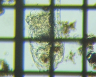 fig.02 �t�N�������V