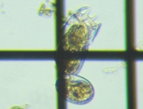 fig.03 �u�^�y�X�g�c�{�����V