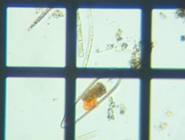 fig.06 �R�o���P�C�\�E����