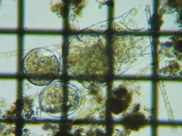 fig.01 �c�{�����V