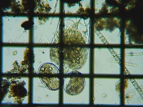 fig.02 �c�{�����V