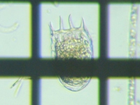 fig.04 �u�^�y�X�g�c�{�����V