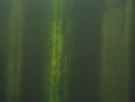 fig.03 ���V�̗t�i�\�ʁj