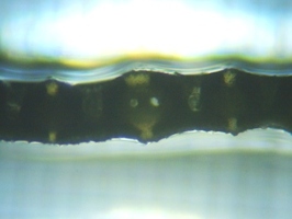 fig.05 ���V�̗t