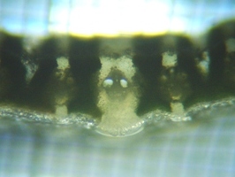 fig.06 ���V�̗t