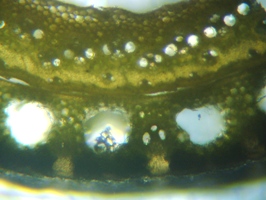 fig.08 ���V�̌s