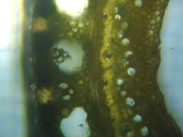 fig.09 ���V�̌s