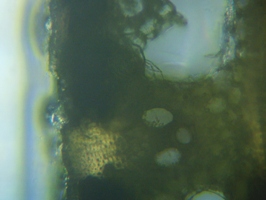 fig.10 ���V�̌s