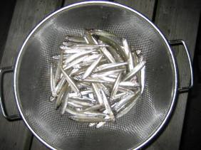 ��א���{�[�g��