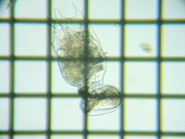 fig.01 �c�{�����V