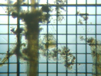 fig.05 �f�g���^�X�ƃc�{�����V