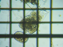 fig.01 �c�{�����V