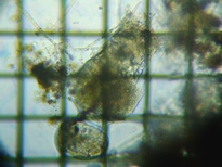 fig.02 �c�{�����V