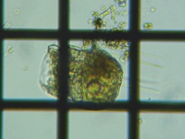 fig.03 �n�l�E�f�����V