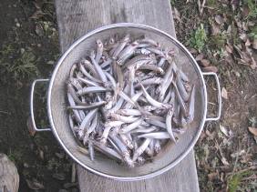 ��א���{�[�g��