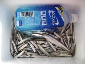 ���J�c����{�[�g��