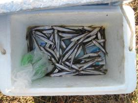 ��א���{�[�g��