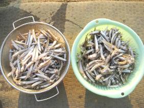 ��א���{�[�g��