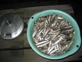 ��א���{�[�g��