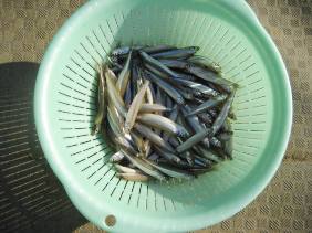 ��א���{�[�g��