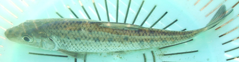 fig.01 ���v���̃j�S�C������