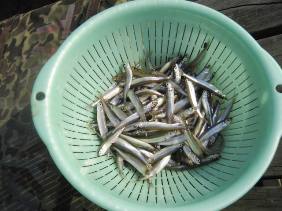 ��א���{�[�g��