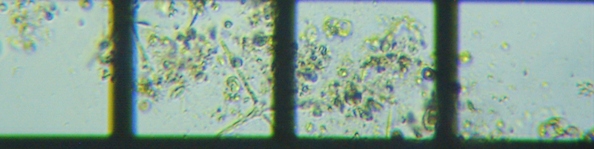 fig.01 �f�g���^�X