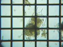 fig.01 �c�{�����V