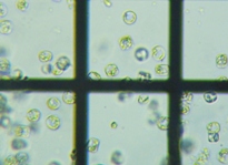 fig.03 �s�ځi���������j