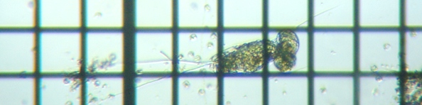 fig.04 �i�K�~�c�E�f�����V