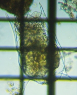 fig.01 �c�{�����V