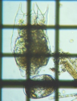 fig.02 �c�{�����V