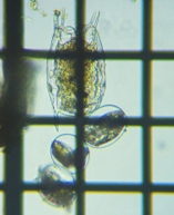 fig.03 �R�V�{�\�J���m�R�E�����V