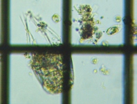 fig.04 �n�l�E�f�����V�����[�O���i��