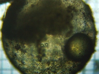 fig.04 �`�J�󐸗�