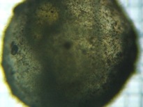 fig.05 �`�J�󐸗�