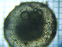 fig.06 �`�J�󐸗�