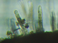 fig.02 ����ۂ̈��